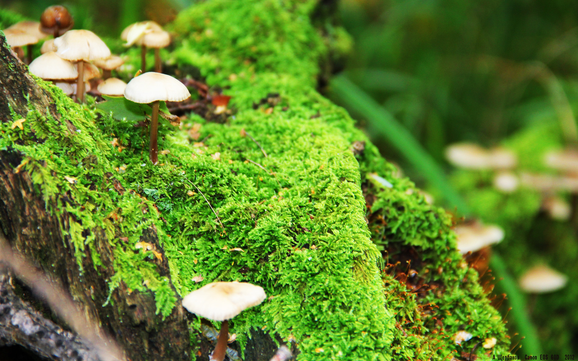 末节之神降临！38岁保罗生死时刻导演逆转，独行侠险胜深圳诠释何为冠军底蕴