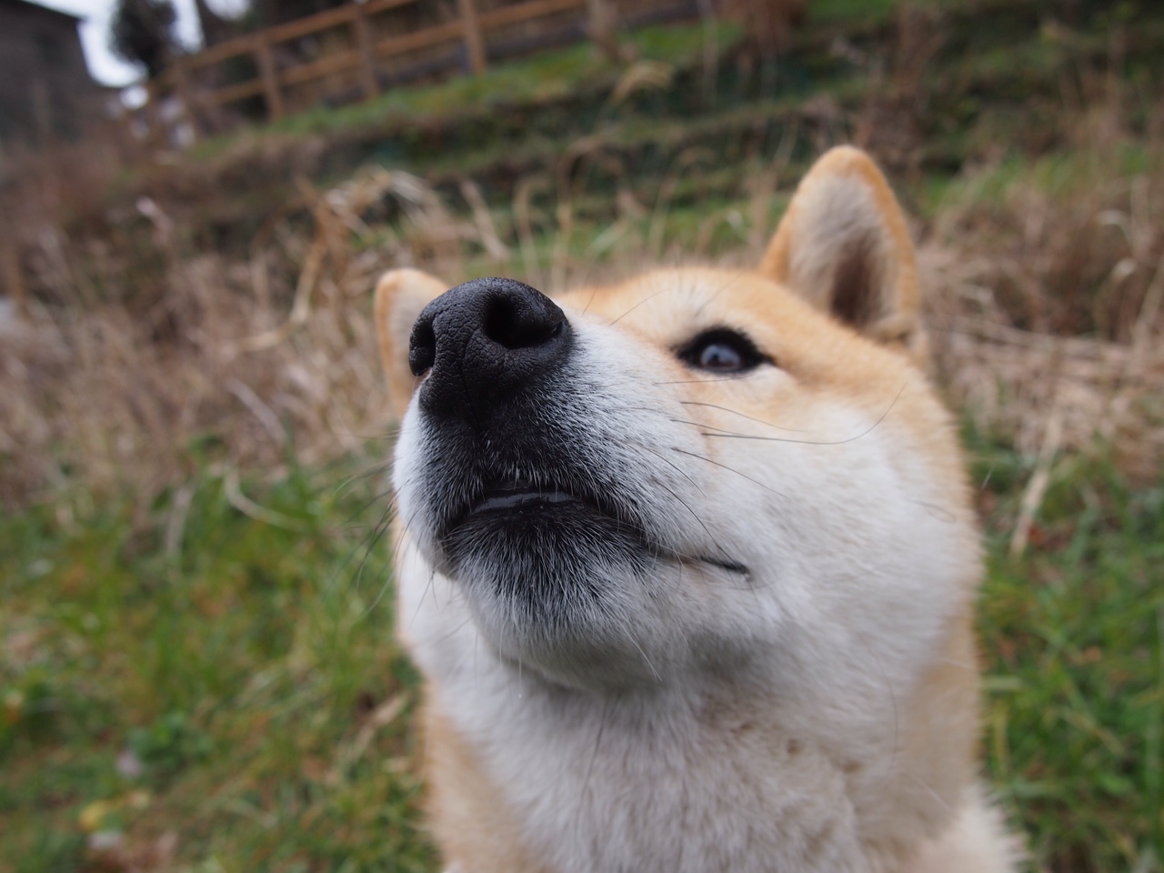 开云体育APP下载-拉梅洛独舞，美加墨世界杯之夜提前落幕—当天赋成为最残忍的悬念杀手